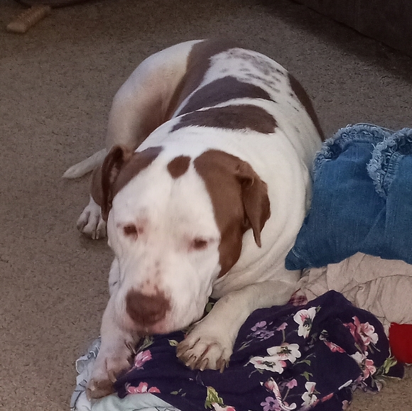 Meet your Posher, Brenda - Picture 1 of 5